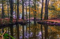 Märchenwald im Herbst von Dennisart Fotografie Miniaturansicht