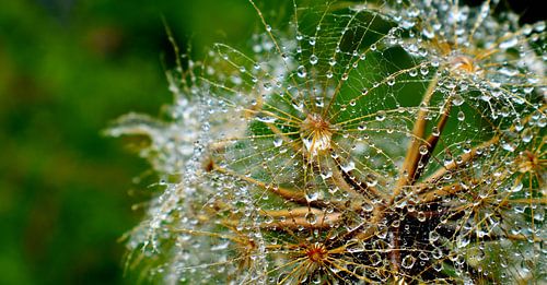 Een wilde bloem na de regen