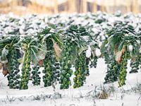 Choux de Bruxelles dans la neige