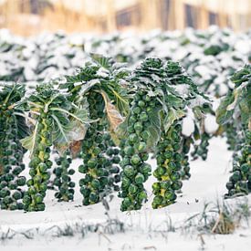 Spruitjes in de sneeuw van Elske Hazenberg