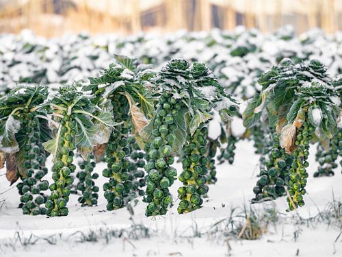 Rosenkohl im Schnee