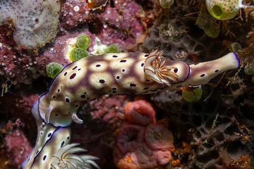 Meeresschnecke @ Komodo, Indonesien
