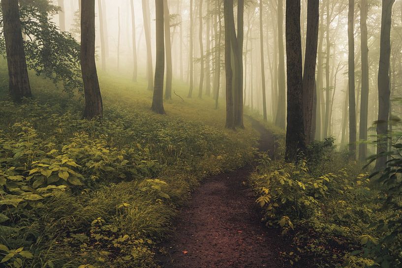 Foggy summer morning - A path in a beech forest near Kassel by Catrin Grabowski
