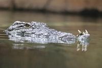 Das Krokodil zeigt seine Zähne.
