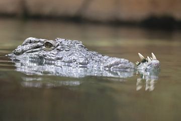 Krokodil laat zijn tanden zien. van Ger Termoshuizen