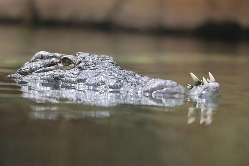 Crocodile shows its teeth. by Ger Termoshuizen