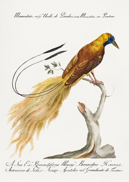 L'oiseau de paradis, Saverio Manetti par Des maîtres magistraux