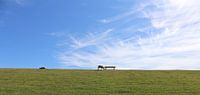 Blauwe lucht boven schapen op groene dijk
