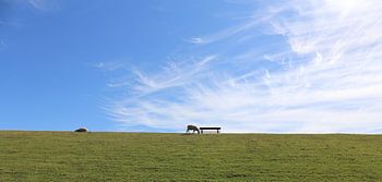 Blauer Himmel über Schaf auf grünem Deich