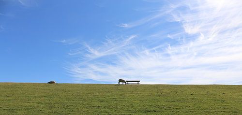 Blauwe lucht boven schapen op groene dijk