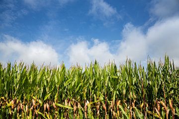 Maisfeld im Frühling mit blauem Himmel von Miranda van Assema