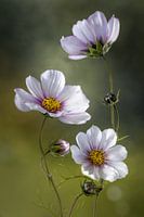 *Cosmos