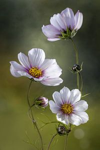 * Cosmos, Mandy Disher von 1x