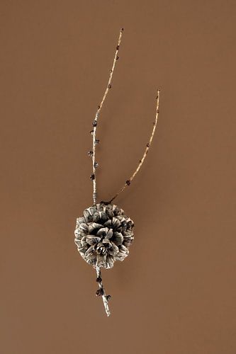 Still life with larch cones