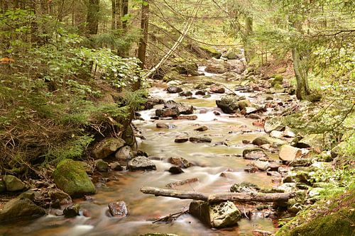 De rivier de Ilse in het Harz Nationaal Park