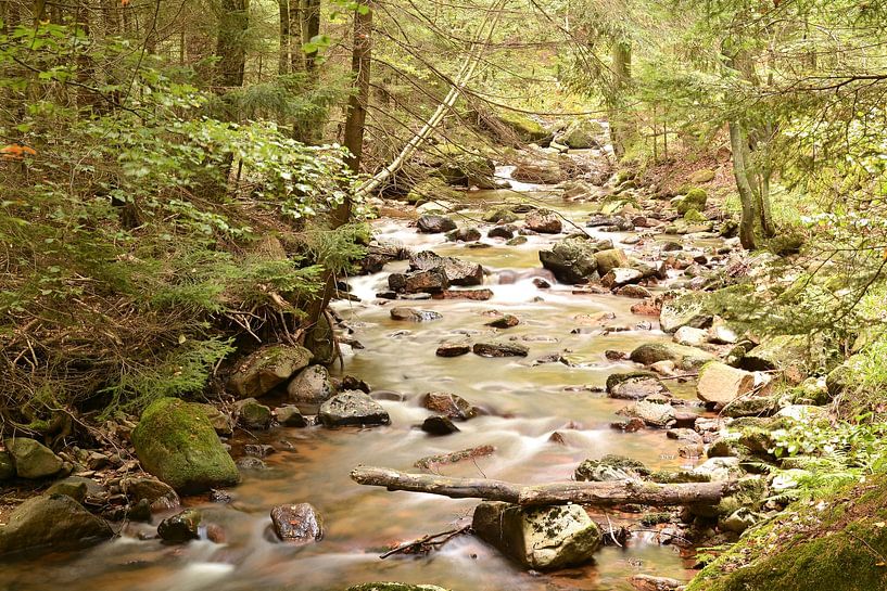 The river Ilse in the Harz National Park by Heiko Kueverling