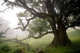 Mysterious forest Madeira. by Marleen Kuijpers @themissmarple