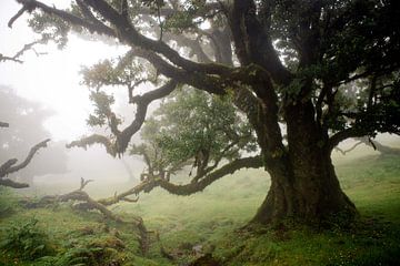 Mysterieus bos in Madeira. van @themissmarple