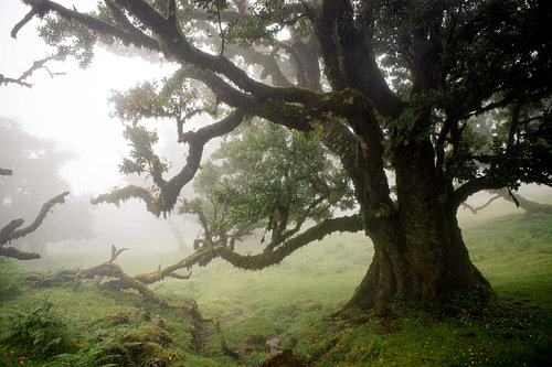 Mysterieus bos in Madeira.