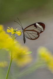 Glasflügler Schmetterling - Glasflügler Schmetterling von Albert Beukhof