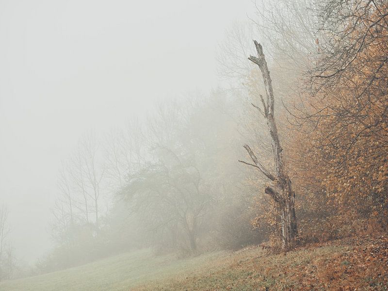 Témoin du temps dans la brume d'automne par Max Schiefele