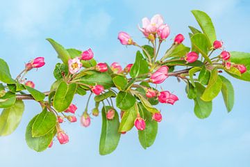 Blüte von Jacqueline Ermens