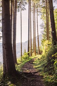 Pad in Zonnig Bos van Patrycja Polechonska