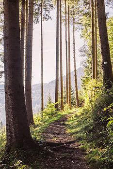 Weg im sonnigen Wald