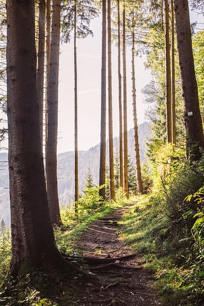Path in Sunny Forest by Patrycja Polechonska