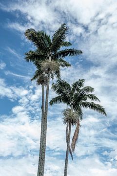 Palm trees | Costa Rica by Femke Ketelaar