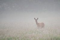 Ree in the fog
