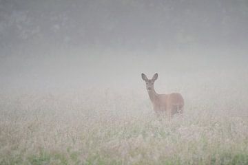 Ree in de mist van Click it Fotografie