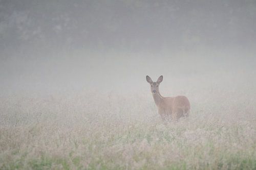 Ree im Nebel
