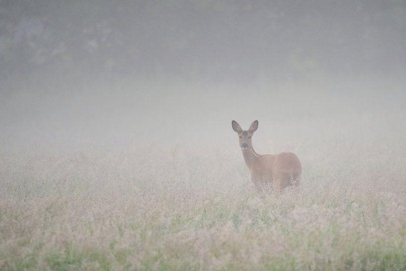 Ree in the fog by Click it Fotografie