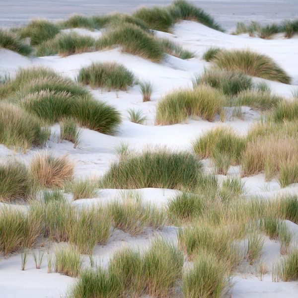 Wadden Photography - Strand #9 uit serie van 9 beelden van Wad of Wonders