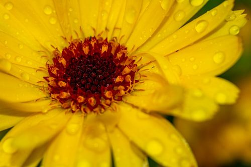 De rode met oranje kern van een gele bloem