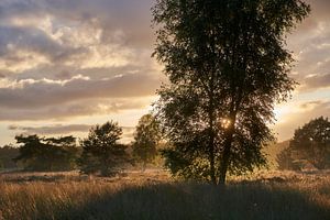 Sonnenuntergang Anfang August auf der Veluwe
