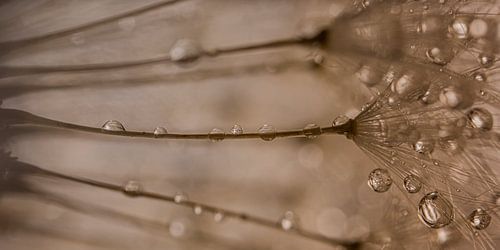 Panorama van druppels op een  dandelion