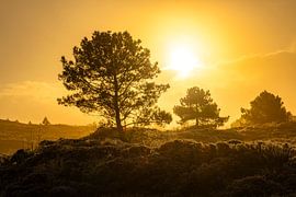 Golden winter light