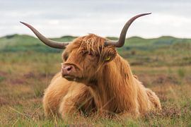 Scottish Highlander by karin van Ham