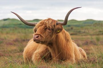 Schotse hooglander koe van karin van Ham