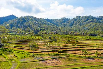 Luchtfoto van rijstvelden op Bali in Indonesie van Eye on You