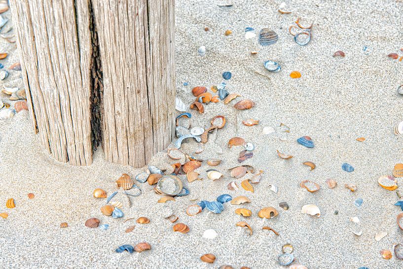 Strand mit bunten Muscheln. von Ron van der Stappen