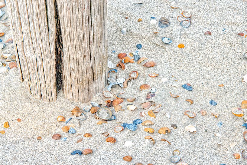 Beach with coloured shells. by Ron van der Stappen