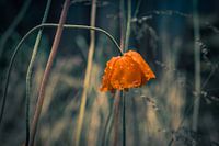 Poppy flower hanging in the rain