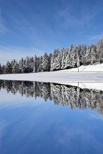 Een eerste sneeuw op een naaldbos