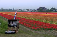 Bulb field tulipfield Hillegom Lisse