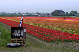 Bollenveld tulipfield Hillegom Lisse van martin slagveld