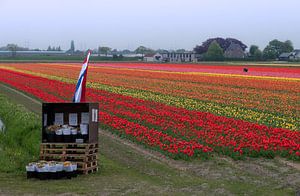 Bollenveld tulipfield Hillegom Lisse van martin slagveld