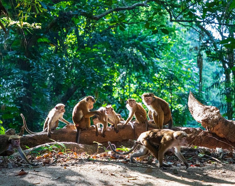 All the monkeys lined up in the evening sun by Ton Tolboom